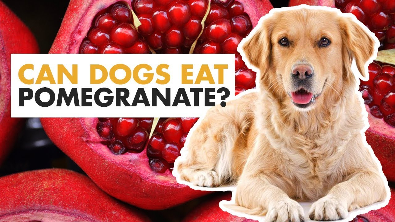 Can dogs eat pomegranates?